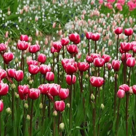 Bergen Nh, Schoorl, Schoorldam * Warmenhuizen